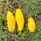 Banana Pitanga Fruit Plant (Eugenia anthropophaga)