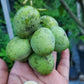 Bandaranayake Seedless Mango Live Plant (Mangifera indica)