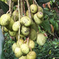 Bandaranayake Seedless Mango Live Plant (Mangifera indica)
