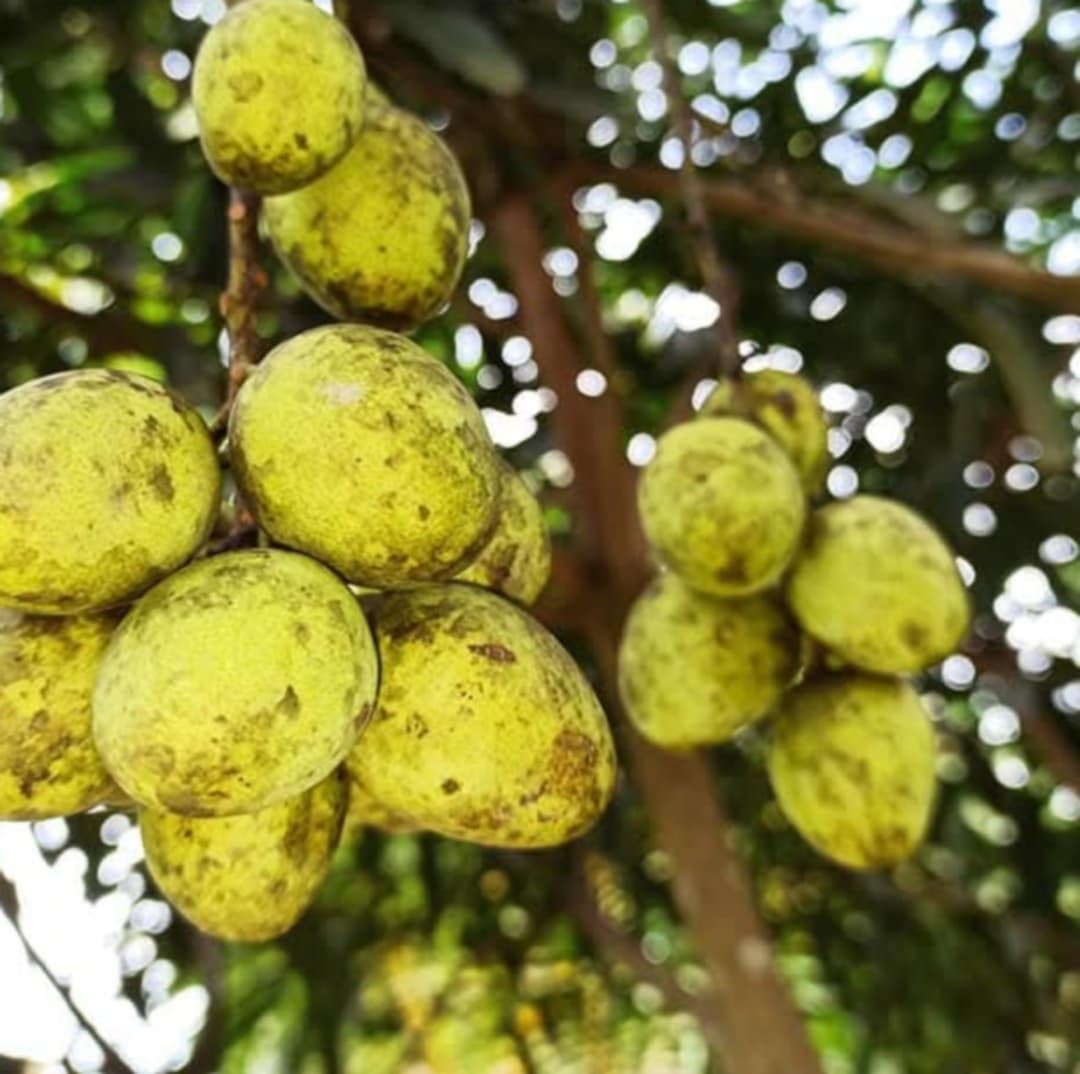 Bandaranayake Seedless Mango Live Plant (Mangifera indica)