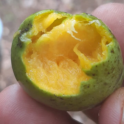 Bandaranayake Seedless Mango Live Plant (Mangifera indica)