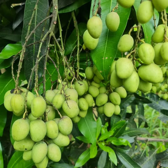 Bandaranayake Seedless Mango Live Plant (Mangifera indica)