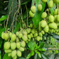 Bandaranayake Seedless Mango Live Plant (Mangifera indica)
