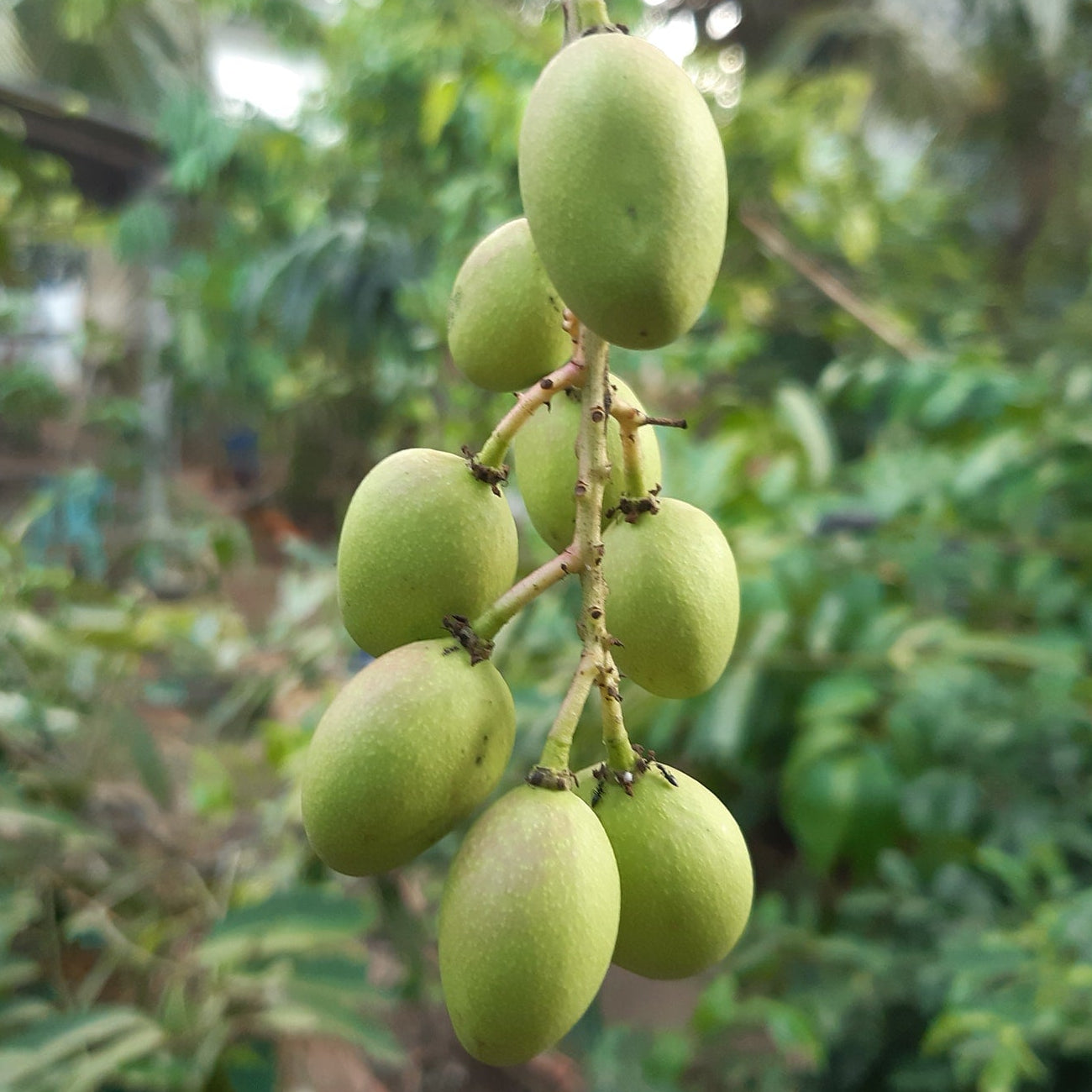 Bandaranayake Seedless Mango Live Plant (Mangifera indica)