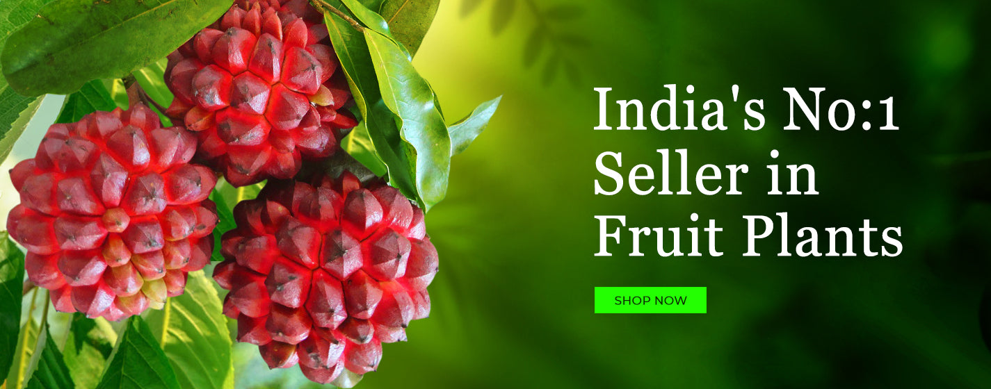 Best Site to buy plants online india