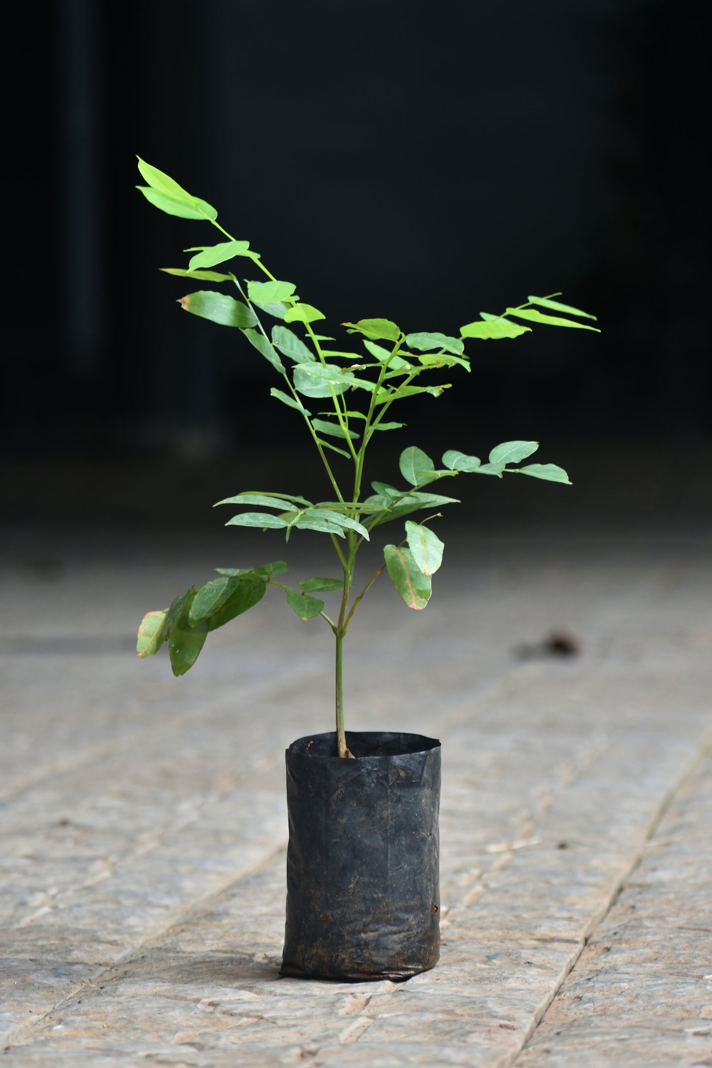 Baru nut Live Plant (Dipteryx alata)