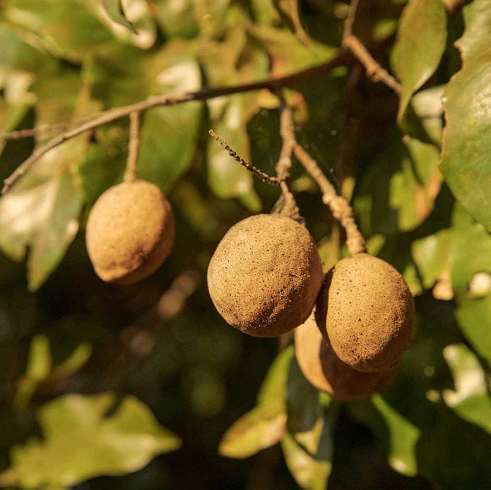 Baru nut Live Plant (Dipteryx alata)