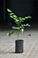 Baru nut Live Plant (Dipteryx alata)