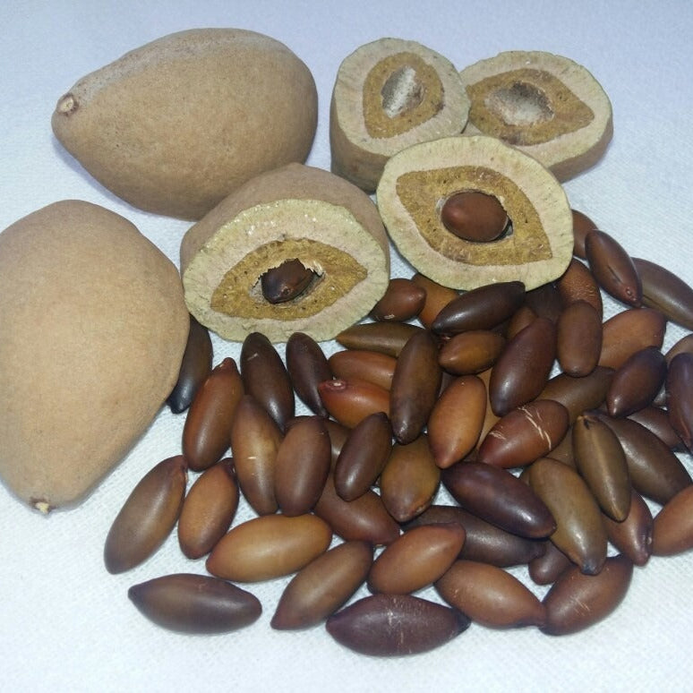 Baru nut Live Plant (Dipteryx alata)