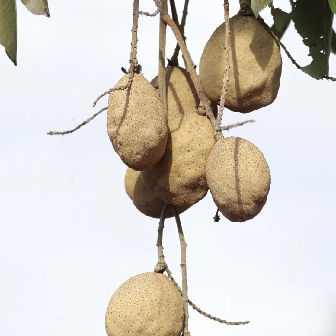 Baru nut Live Plant (Dipteryx alata)