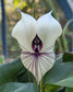 Bat Flower Live Plant (Tacca chantrieri)