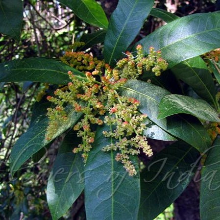 Bayberry Fruit Plant (Myrica Esculenta)