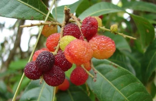 Bayberry Fruit Plant (Myrica Esculenta)