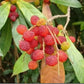 Bayberry Fruit Plant (Myrica Esculenta)