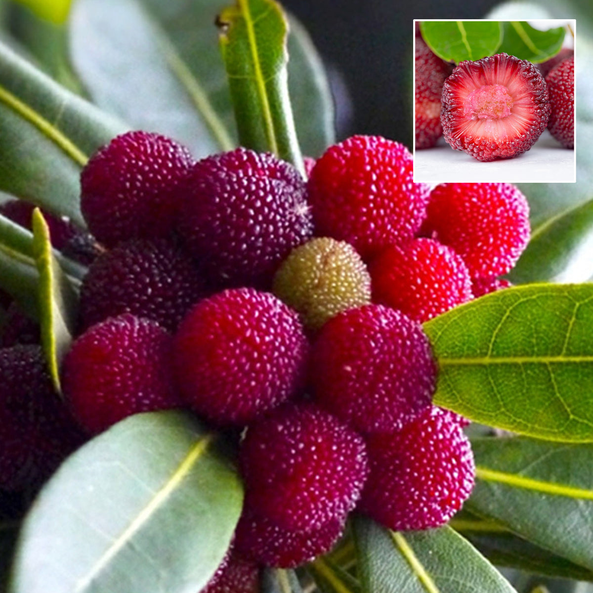 Bayberry Fruit Plant (Myrica Esculenta)