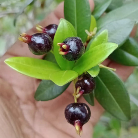Beach Fuzzy Grumichama LIve Plant (Eugenia sp)