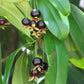 Beach Fuzzy Grumichama LIve Plant (Eugenia sp)