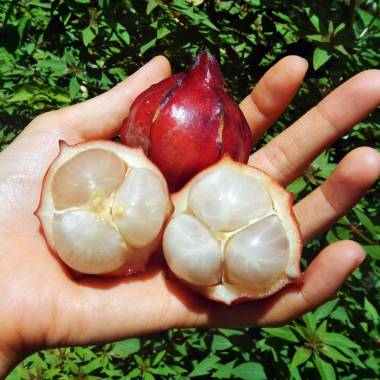 Belimbing Darah Fruit Plants (Baccaurea Angulata)