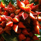 Belimbing Darah Fruit Plants (Baccaurea Angulata)