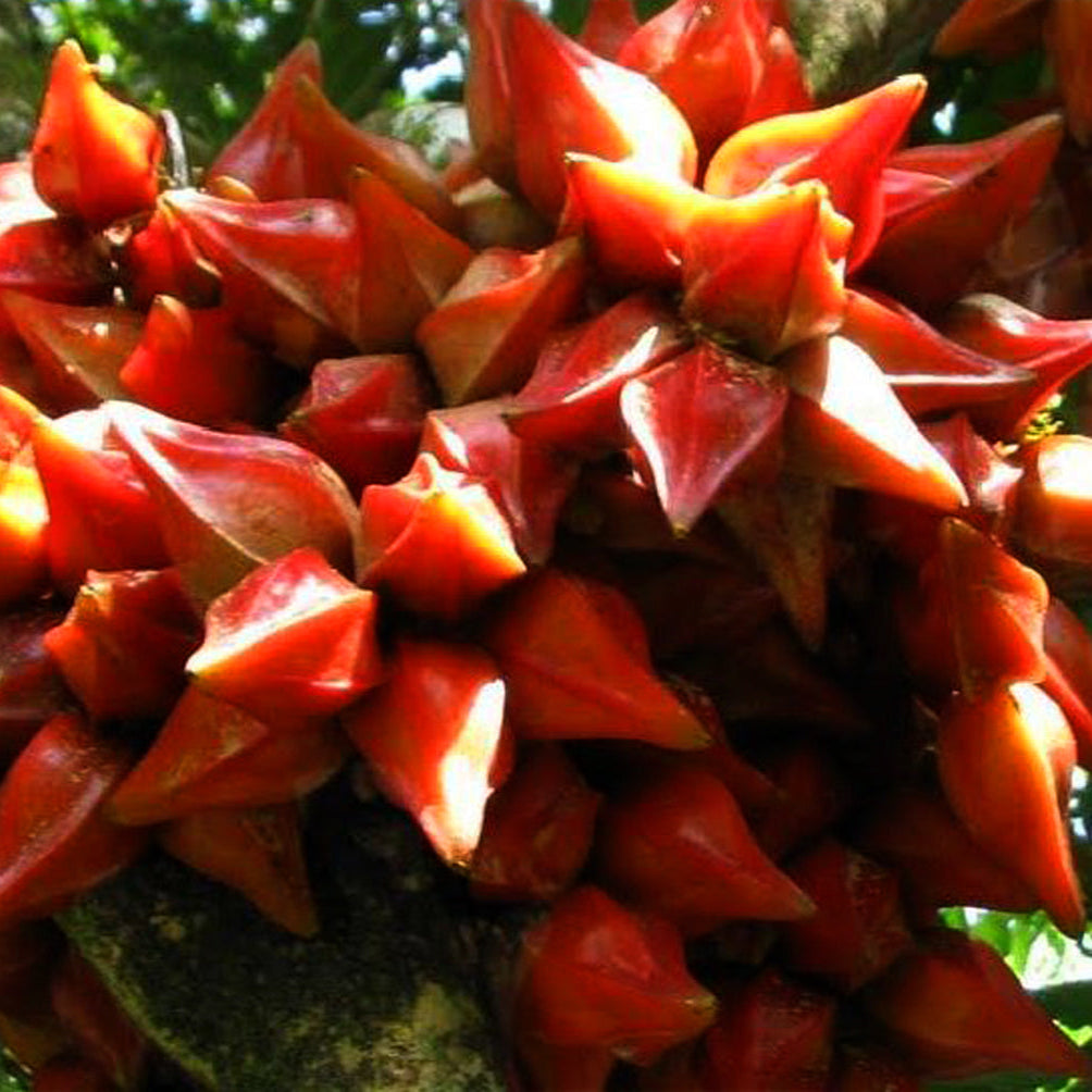 Belimbing Darah Fruit Plants (Baccaurea Angulata)