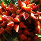 Belimbing Darah Fruit Plants (Baccaurea Angulata)