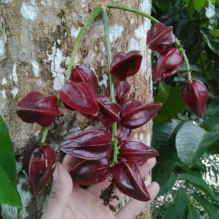 Belimbing Darah Fruit Plants (Baccaurea Angulata)