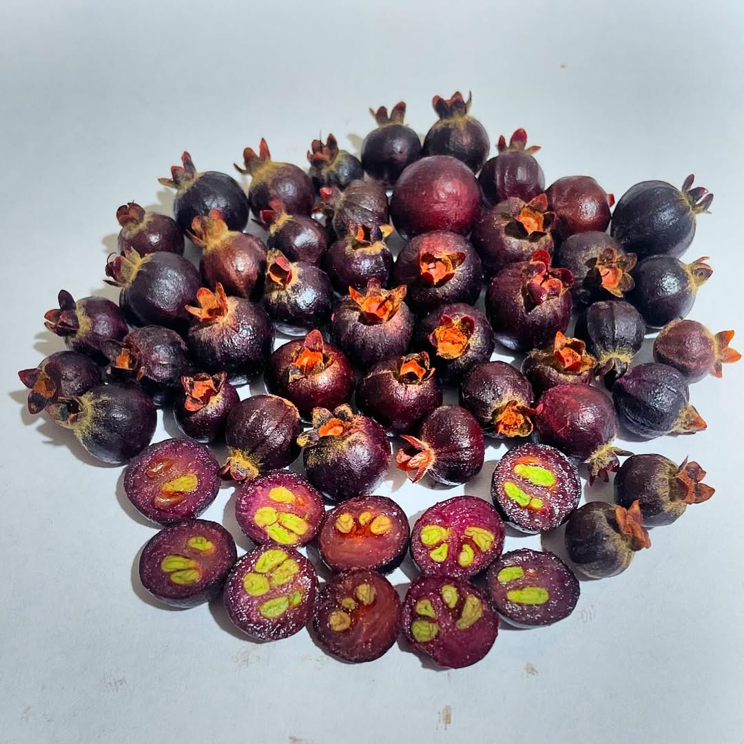 Bico Doce Fruit Live Plant (Algrizea macrochlamys)