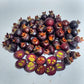 Bico Doce Fruit Live Plant (Algrizea macrochlamys)