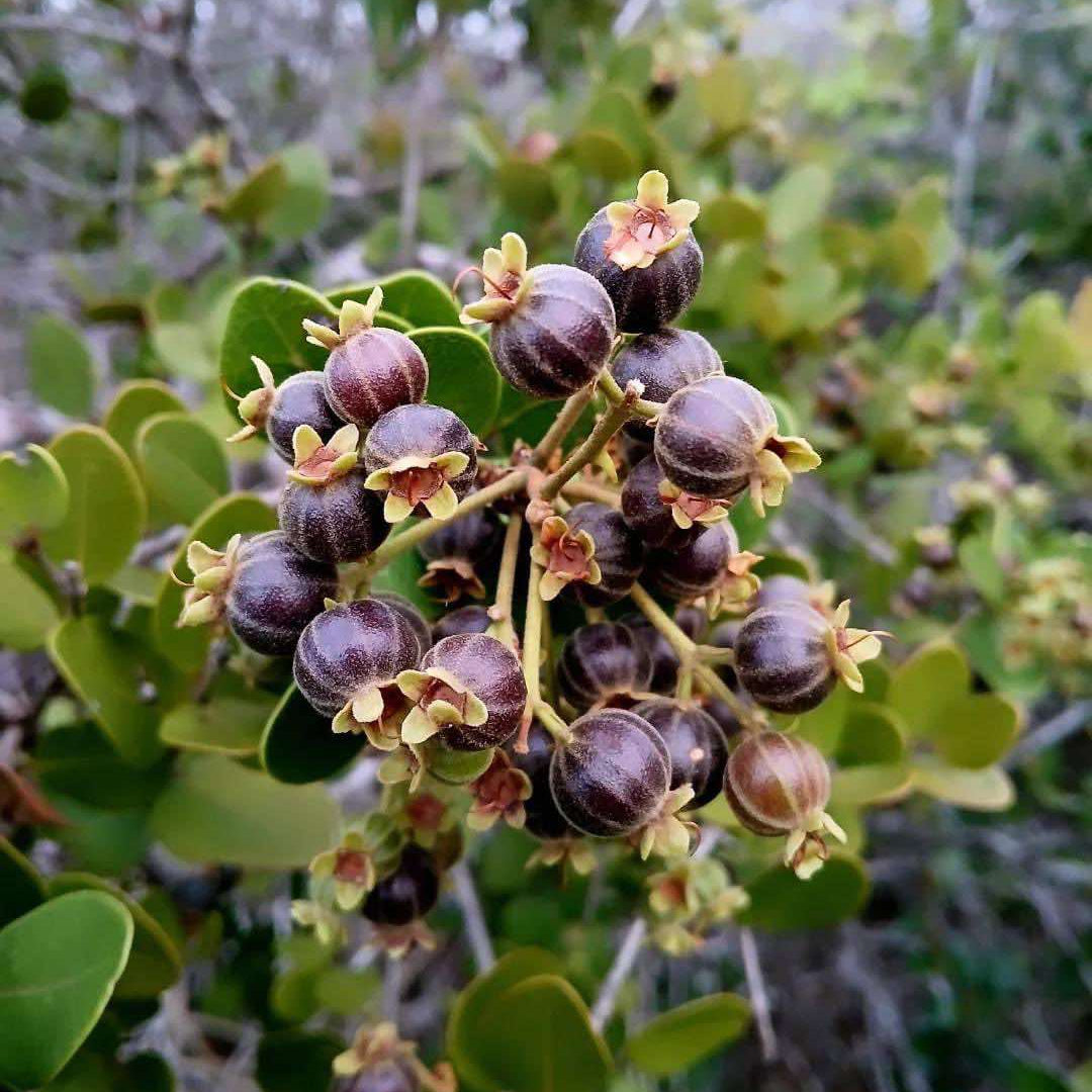 Bico Doce Fruit Live Plant (Algrizea macrochlamys)