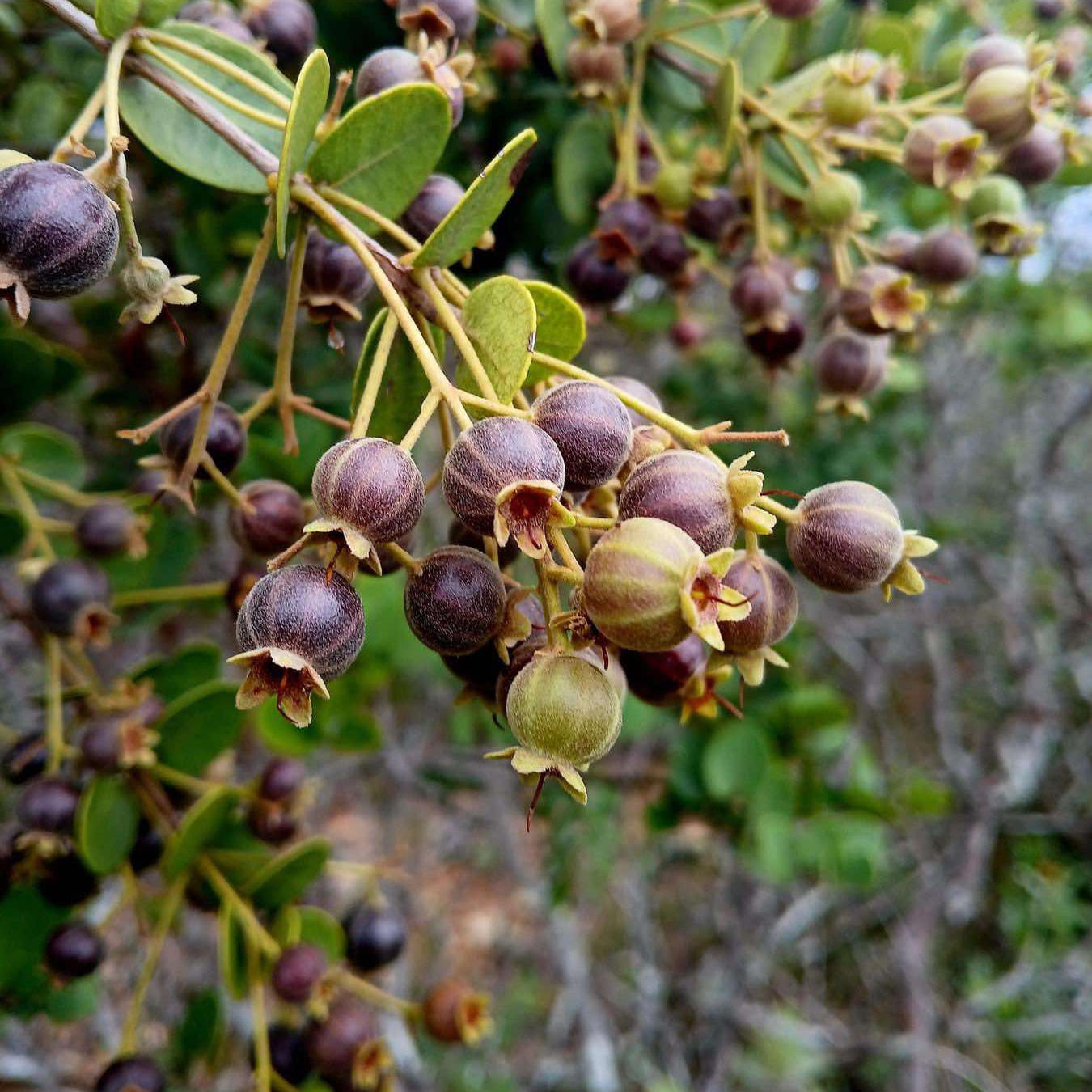 Bico Doce Fruit Live Plant (Algrizea macrochlamys)