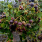 Bico Doce Fruit Live Plant (Algrizea macrochlamys)