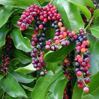 Bignay Sticker Bignay Fruit Plants (Antidesma Bunius) – veliyathgardens
