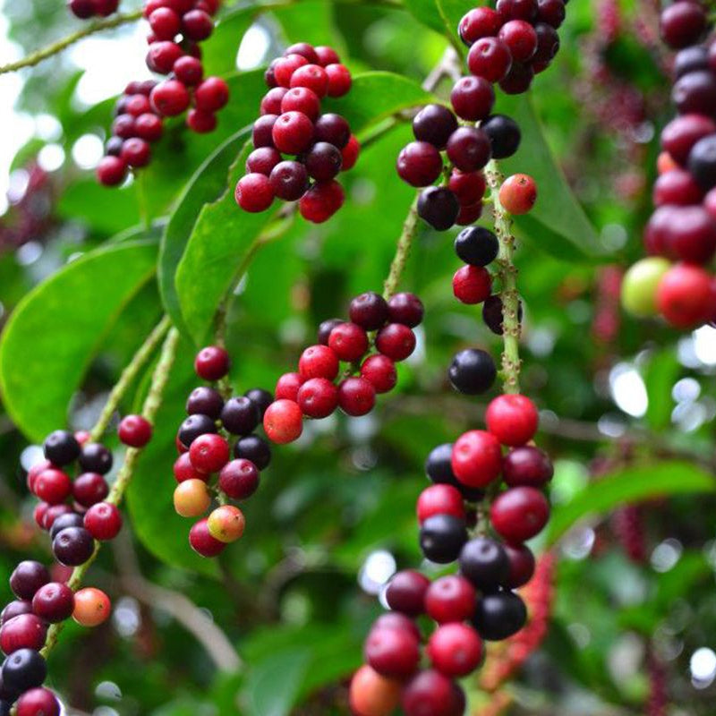 Bignay Sticker Bignay Fruit Plants (Antidesma Bunius) – veliyathgardens