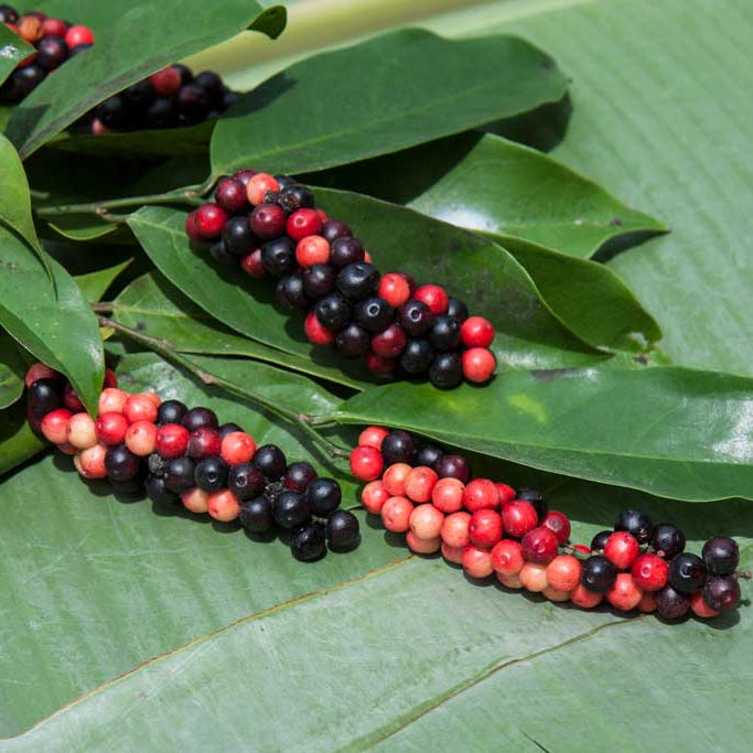Bignay Sticker Bignay Fruit Plants (Antidesma Bunius) – veliyathgardens