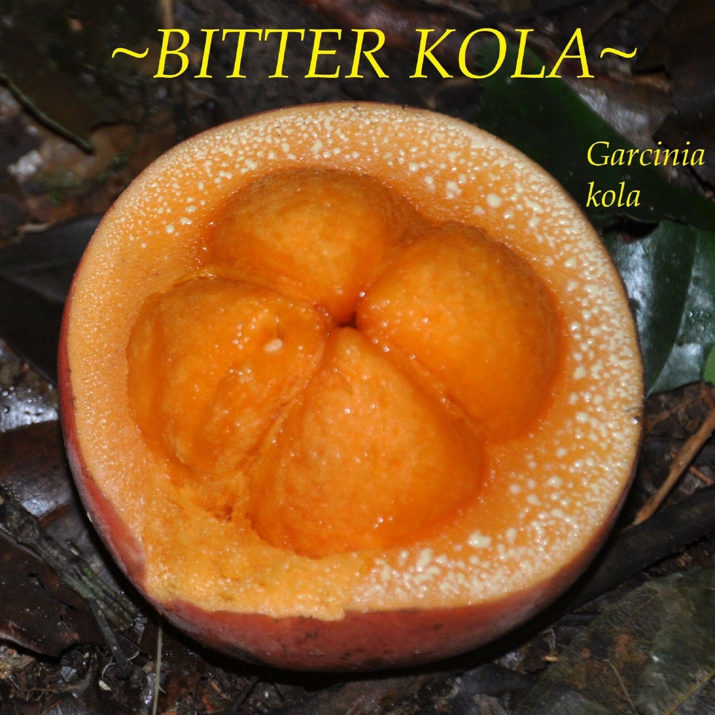 Garcinia Kola Live Plants (Garcinia Kola)