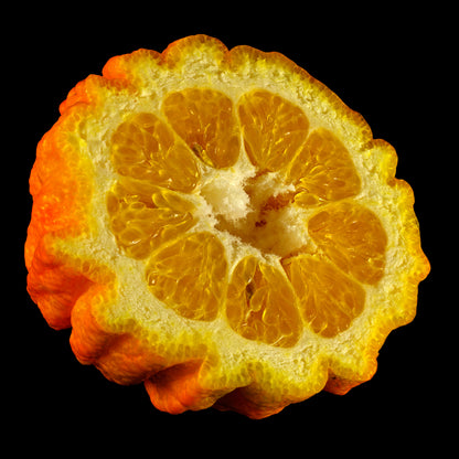 Bitter Orange Live Plant (Citrus X aurantium)