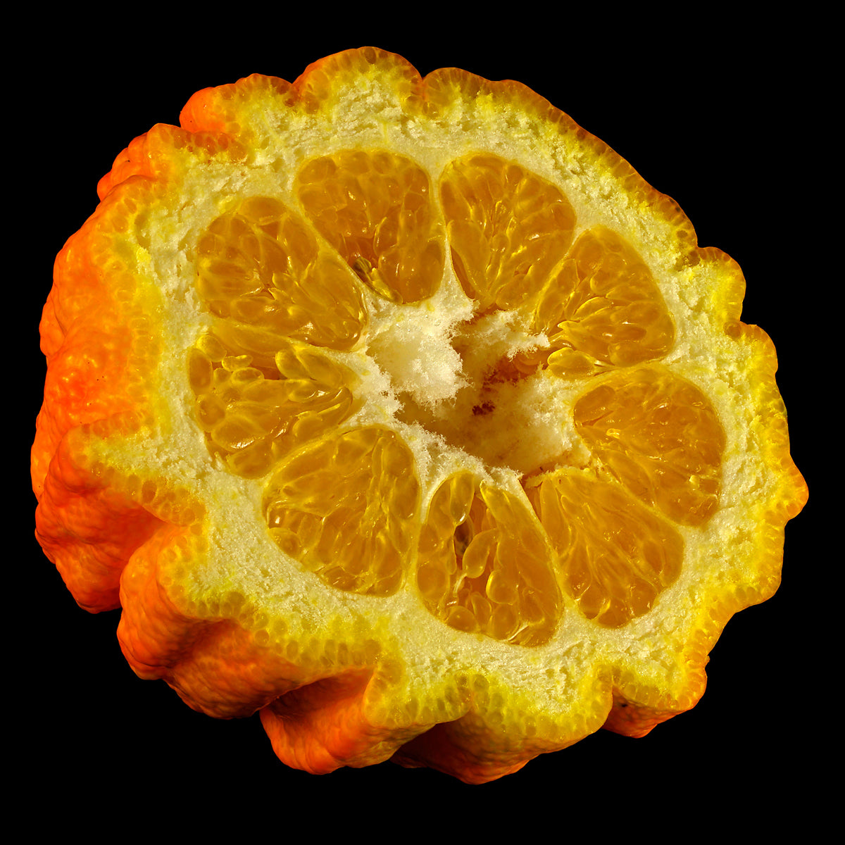 Bitter Orange Live Plant (Citrus X aurantium)