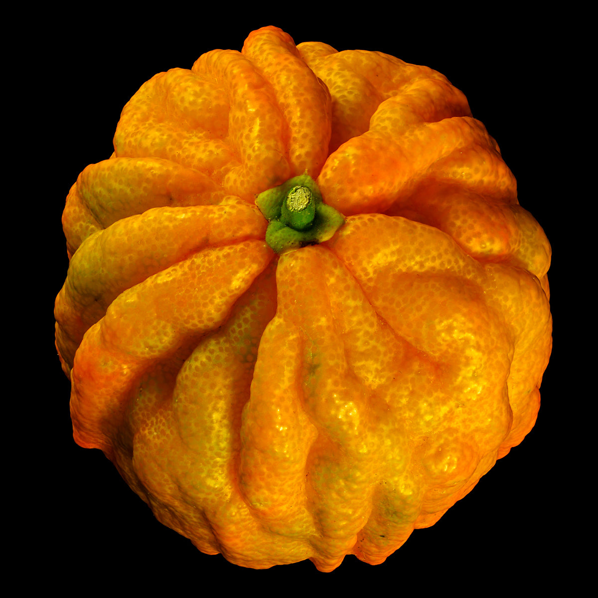 Bitter Orange Live Plant (Citrus X aurantium)