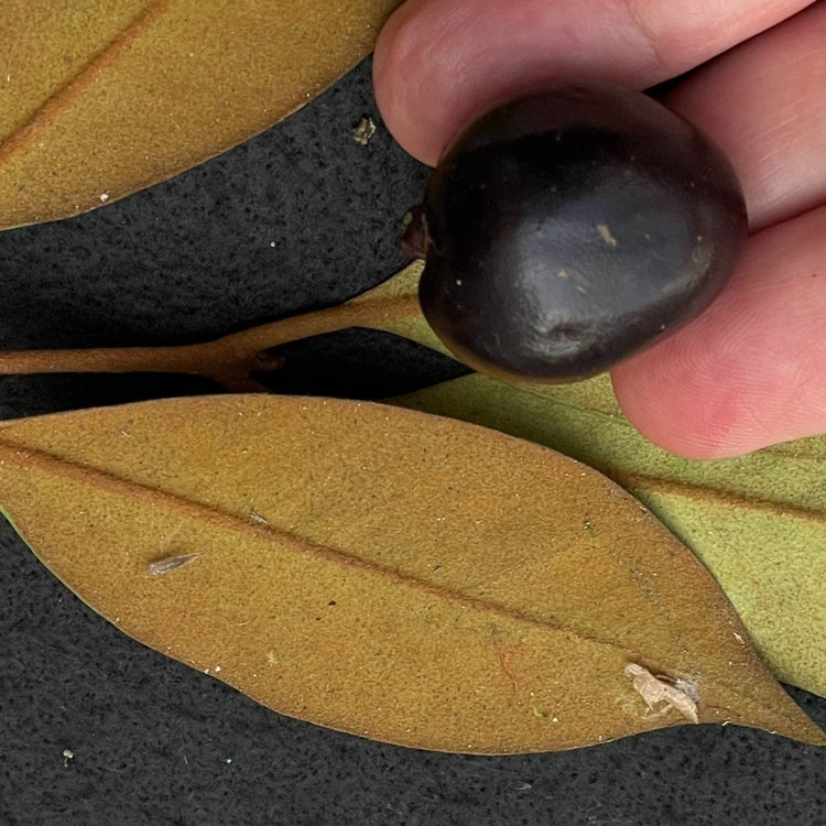 Black Cambuca (Eugenia macrosperma) Live Plant