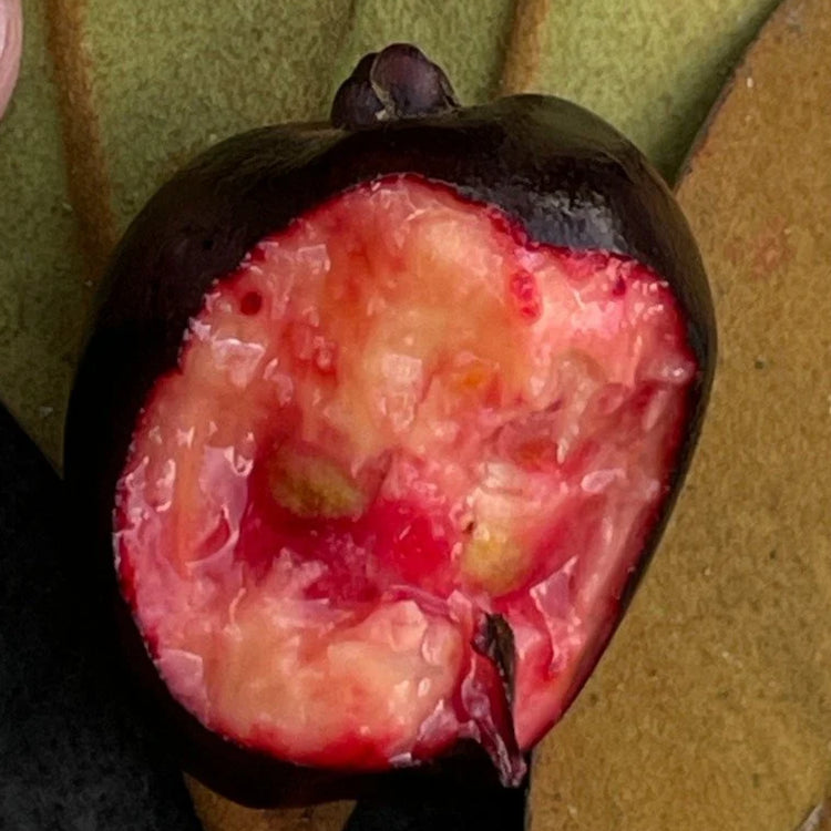 Black Cambuca (Eugenia macrosperma) Live Plant