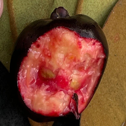 Black Cambuca (Eugenia macrosperma) Live Plant