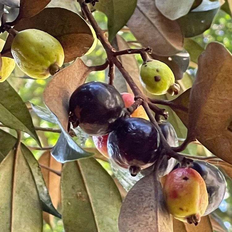 Black Cambuca (Eugenia macrosperma) Live Plant
