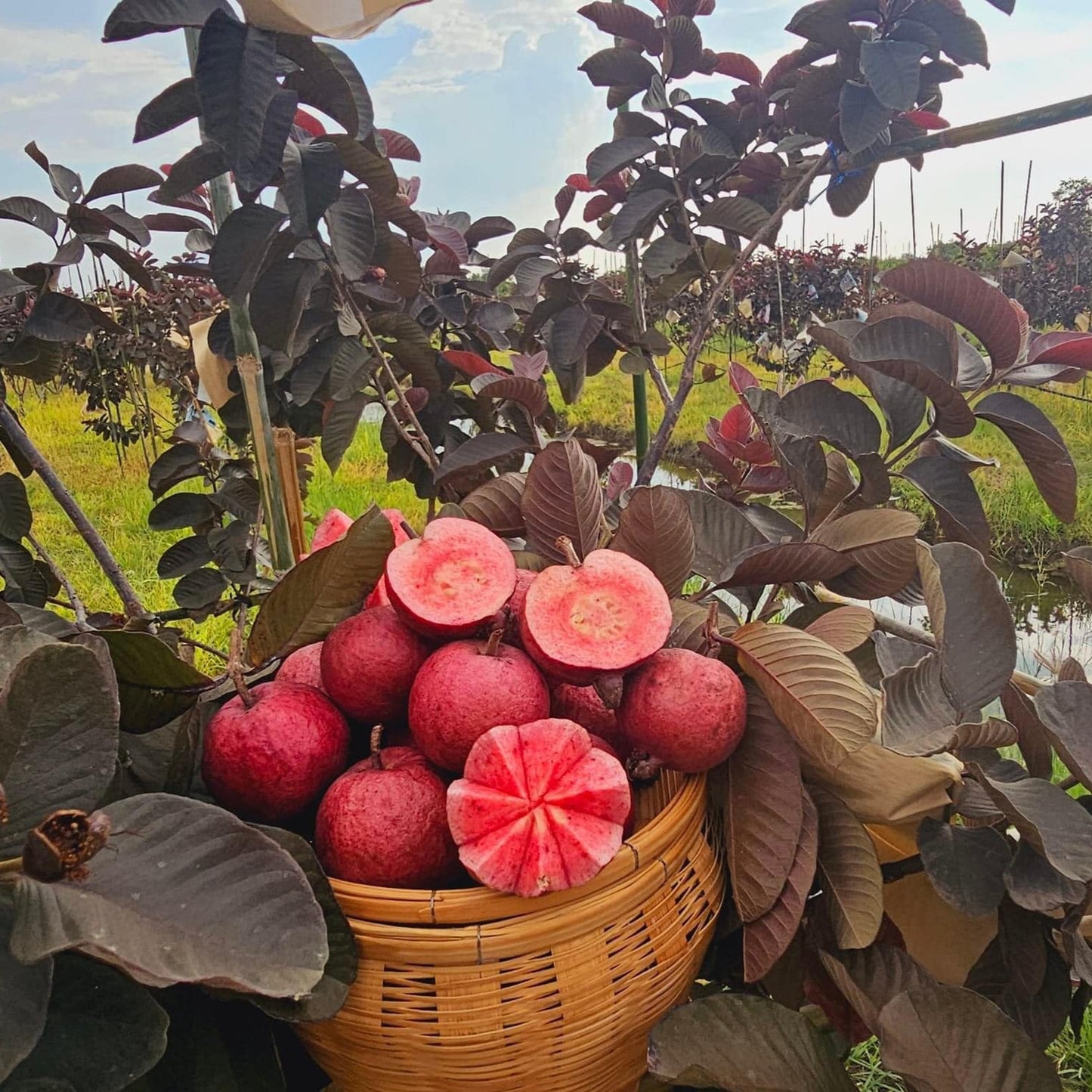 Black Diamond Guava Live Plant (Psidium guajava)