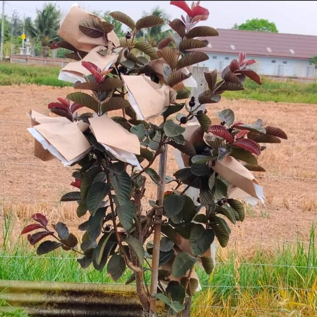 Black Diamond Guava Live Plant (Psidium guajava)