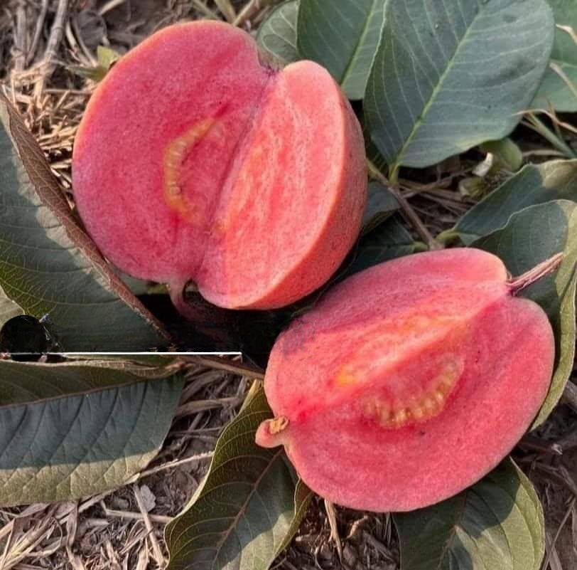 Black Diamond Guava Live Plant (Psidium guajava)