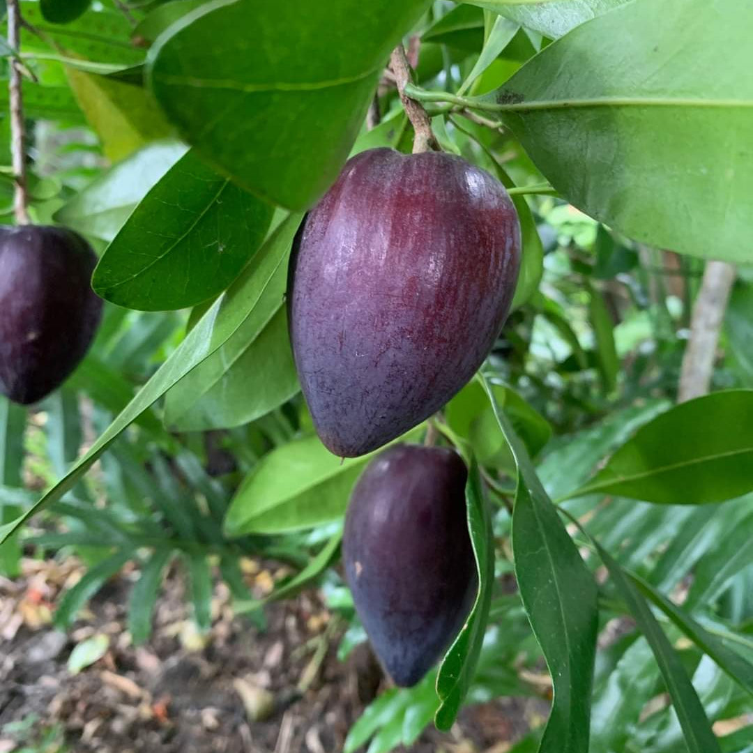Black Apple Fruit Plants (Pouteria Australis)