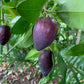 Black Apple Fruit Plants (Pouteria Australis)
