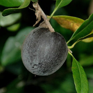 Black Apple Fruit Plants (Pouteria Australis)