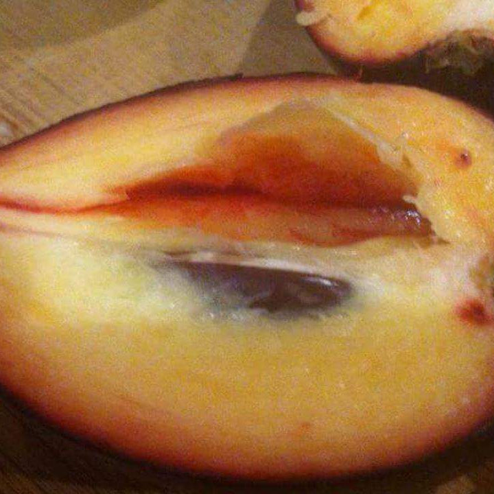 Black Apple Fruit Plants (Pouteria Australis)