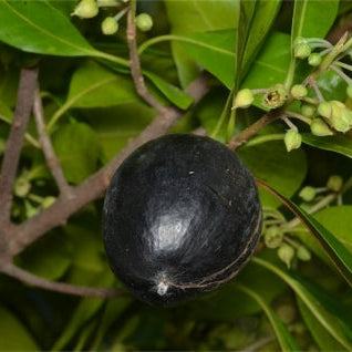 Black Apple Fruit Plants (Pouteria Australis)